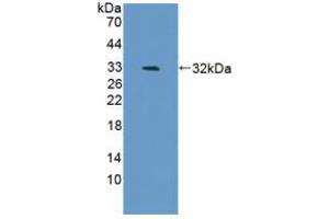 Western blot analysis of recombinant Mouse BAFF. (BAFF anticorps  (AA 68-302))