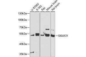 Western blot analysis of extracts of various cell lines, using SIGLEC9 antibody (ABIN6130709, ABIN6147768, ABIN6147769 and ABIN6220726) at 1:3000 dilution. (SIGLEC9 anticorps  (AA 210-340))