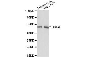 Western blot analysis of extracts of various cell lines, using DRD3 antibody. (DRD3 anticorps)