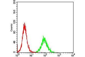 Fig. (Cyclin E1 anticorps  (AA 307-410))