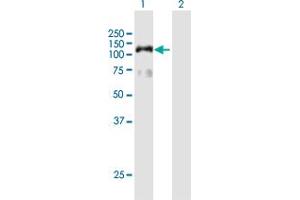 Western Blot analysis of HIRA expression in transfected 293T cell line by HIRA MaxPab polyclonal antibody. (HIRA anticorps  (AA 1-1017))