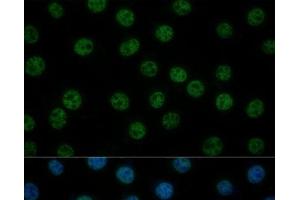 Immunofluorescence analysis of L929 cells using GTF2B Polyclonal Antibody at dilution of 1:100 (40x lens). (GTF2B anticorps)