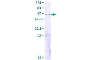 Image no. 1 for Mitochondrial Ribosomal Protein S7 (MRPS7) (AA 1-242) protein (GST tag) (ABIN1311389)