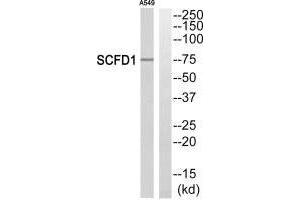 Western blot analysis of extracts from A549 cells, using SCFD1 antibody. (SCFD1 anticorps  (C-Term))