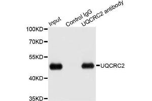 Immunoprecipitation analysis of 200ug extracts of HepG2 cells using 1ug UQCRC2 antibody.