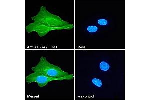 (ABIN185339) Immunofluorescence analysis of paraformaldehyde fixed U2OS cells, permeabilized with 0. (PD-L1 anticorps  (C-Term))