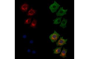 ABIN7094334 and ABIN7098381 staining HepG2 cells by IF/ICC. (LARS2 anticorps  (Internal Region))