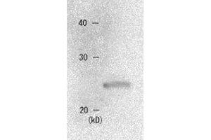 Western Blotting (WB) image for anti-Chromobox Homolog 1 (CBX1) (AA 176-185) antibody (ABIN2452034)