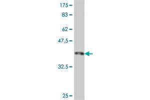 Western Blot detection against Immunogen (37.