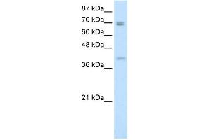 WB Suggested Anti-DLX3 Antibody Titration:  0.