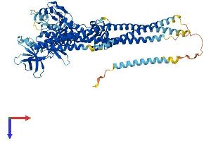 AlphaFold protein structure predicition of Mouse Recombinant Ikbke Protein, UniprotID Q9R0T8