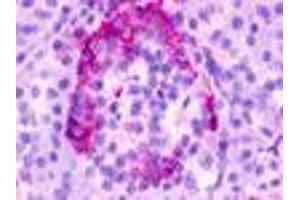 Anti-GPR35 antibody IHC of human pancreas. (GPR35 anticorps  (Cytoplasmic Domain))