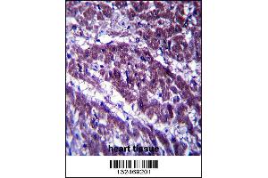 OGDH Antibody immunohistochemistry analysis in formalin fixed and paraffin embedded human heart tissue followed by peroxidase conjugation of the secondary antibody and DAB staining.