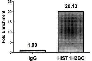 Chromatin Immunoprecipitation Hela (4*10 6 ) were treated with Micrococcal Nuclease, sonicated, and immunoprecipitated with 5 μg anti-HIST1H2BC (ABIN7139595) or a control normal rabbit IgG.