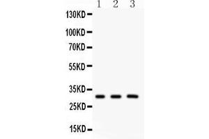 Anti- Peroxiredoxin 4 Picoband antibody, Western blottingAll lanes: Anti Peroxiredoxin 4  at 0. (Peroxiredoxin 4 anticorps  (C-Term))
