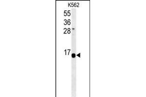 HIST1H2AK Antibody (N-term) (ABIN651540 and ABIN2840289) western blot analysis in K562 cell line lysates (35 μg/lane). (HIST1H2AK anticorps  (N-Term))
