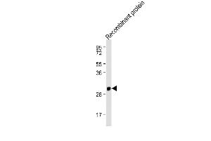 Anti-IFNA1 Antibody (C-term) at 1:2000 dilution + Recombinant protein Lysates/proteins at 20 ng per lane.