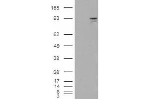 Western Blotting (WB) image for anti-Neuroligin 3 (NLGN3) (Internal Region) antibody (ABIN2466004) (Neuroligin 3 anticorps  (Internal Region))