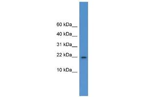 WB Suggested Anti-Il1f5 Antibody Titration: 0.