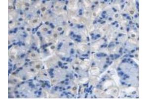 IHC-P analysis of Mouse Stomach Tissue, with DAB staining. (PCYOX1 anticorps  (AA 249-505))