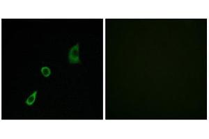 Immunofluorescence (IF) image for anti-Fibroblast Growth Factor 23 (FGF23) (Internal Region) antibody (ABIN1850384) (FGF23 anticorps  (Internal Region))