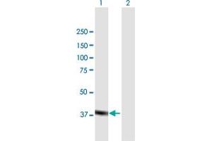 Western Blot analysis of MAPK11 expression in transfected 293T cell line by MAPK11 MaxPab polyclonal antibody. (MAPK11 anticorps  (AA 1-364))