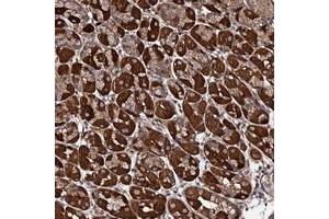 Immunohistochemical staining of human stomach with FAM96A polyclonal antibody  shows strong cytoplasmic positivity in glandular cells at 1:200-1:500 dilution. (FAM96A anticorps)