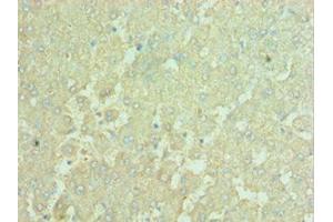 anti-Apolipoprotein B mRNA Editing Enzyme, Catalytic Polypeptide-Like 3C (APOBEC3C) (AA 1-190) antibody