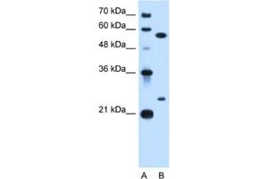 Western Blotting (WB) image for anti-LOC728331 (LOC728331) antibody (ABIN2462912) (LOC728331 anticorps)