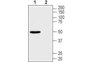 Western blot analysis of mouse brain membranes: - 1.