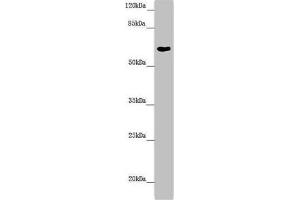 Western blot All lanes: FMO5 antibody at 6. (FMO5 anticorps  (AA 1-285))