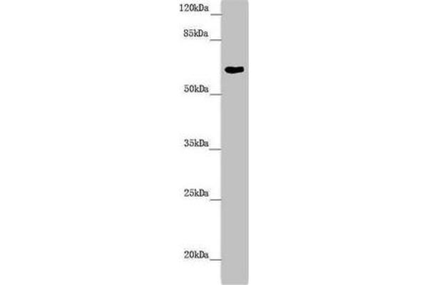 FMO5 anticorps  (AA 1-285)