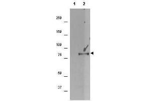 Western blot using  affinity purified anti-p90 RSK1 pS732 antibody shows detection of a band ~90 kDa in size corresponding to phosphorylated p90 RSK1 (arrowhead) in EGF stimulated (lane 2) HEK293T cell lysates prepared from cells grown in the absence of serum for 12 h.