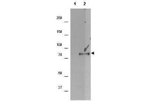 Western blot using  affinity purified anti-p90 RSK1 pS732 antibody shows detection of a band ~90 kDa in size corresponding to phosphorylated p90 RSK1 (arrowhead) in EGF stimulated (lane 2) HEK293T cell lysates prepared from cells grown in the absence of serum for 12 h. (RPS6KA1 anticorps  (C-Term, pSer732))