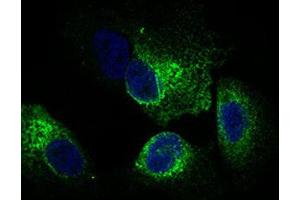 Immunocytochemistry (ICC) image for anti-Calmegin (CLGN) (AA 249-405) antibody (ABIN1843004) (Calmegin anticorps  (AA 249-405))