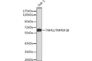 Western blot analysis of extracts of THP-1 cells, using TNFR2/TNFR2/TNFRSF1B antibody (ABIN1683061, ABIN3015125, ABIN3015126 and ABIN6213832) at 1:1000 dilution. (TNFRSF1B anticorps  (AA 30-250))