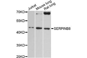 Western blot analysis of extracts of various cell lines, using SERPINB8 antibody (ABIN6291973) at 1:3000 dilution. (SERPINB8 anticorps)