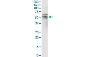 FAIM3 MaxPab rabbit polyclonal antibody.