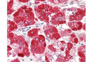 Anti-CYP21A2 antibody IHC staining of human adrenal.