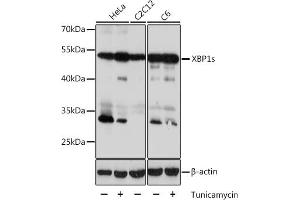 Western blot analysis of extracts of various cell lines, using XBP1s antibody (ABIN7271399) at 1:1000 dilution. (XBP1 anticorps  (AA 300-376))