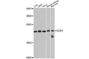 Western blot analysis of extracts of various cell lines, using GCSH antibody. (GCSH anticorps)