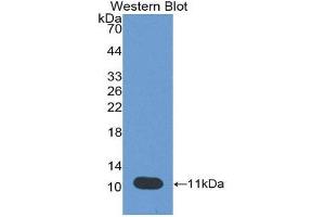 Western Blotting (WB) image for anti-Peptidase Inhibitor 3, Skin-Derived (PI3) (AA 41-117) antibody (Biotin) (ABIN1175842) (PI3 anticorps  (AA 41-117) (Biotin))