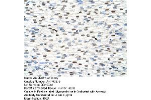 Rabbit Anti-NXF3 Antibody  Paraffin Embedded Tissue: Human Heart Cellular Data: Myocardial cells Antibody Concentration: 4. (NXF3 anticorps  (C-Term))