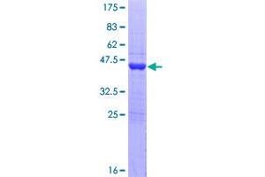 Image no. 1 for Growth Arrest and DNA-Damage-Inducible, alpha (GADD45A) (AA 1-165) protein (GST tag) (ABIN1354675)