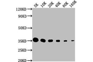 Western Blot Positive WB detected in: HA-tagged fusion protein All lanes: HA-Tag antibody at 1:5000, 1:10000, 1:20000, 1:40000, 1:80000, 1:160000 Secondary Goat polyclonal to Mouse IgG at 1/10000 dilution Predicted band size: 35 kDa Observed band size: 35 kDa (HA-Tag anticorps)