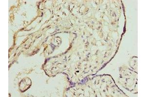 Immunohistochemistry of paraffin-embedded human placenta tissue using ABIN7150532 at dilution of 1:100 (DNAJB8 anticorps  (AA 1-232))