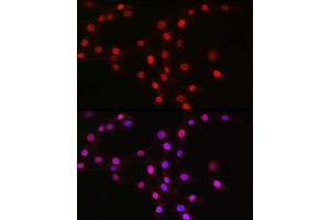 Immunofluorescence analysis of NIH/3T3 cells using MCM2 Rabbit mAb (ABIN7268538) at dilution of 1:100 (40x lens). (MCM2 anticorps)