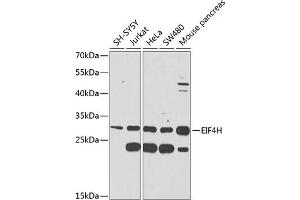 Western blot analysis of extracts of various cell lines, using EIF4H antibody (ABIN6127839, ABIN6140098, ABIN6140099 and ABIN6225288) at 1:1000 dilution.