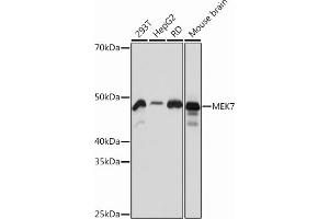 Western blot analysis of extracts of various cell lines, using MEK7 Rabbit mAb  at 1:1000 dilution.