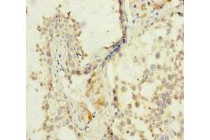 Immunohistochemistry of paraffin-embedded human testis tissue using ABIN7152960 at dilution of 1:100 (FKBPL anticorps  (AA 1-349))